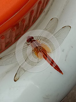 Orange Dragonfly photo